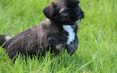 Boomer pups (klik hier voor meer informatie)