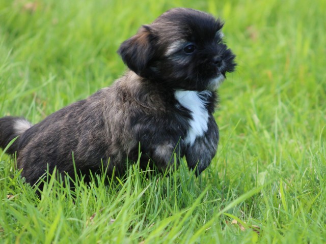 Boomer pups (klik hier voor meer informatie)