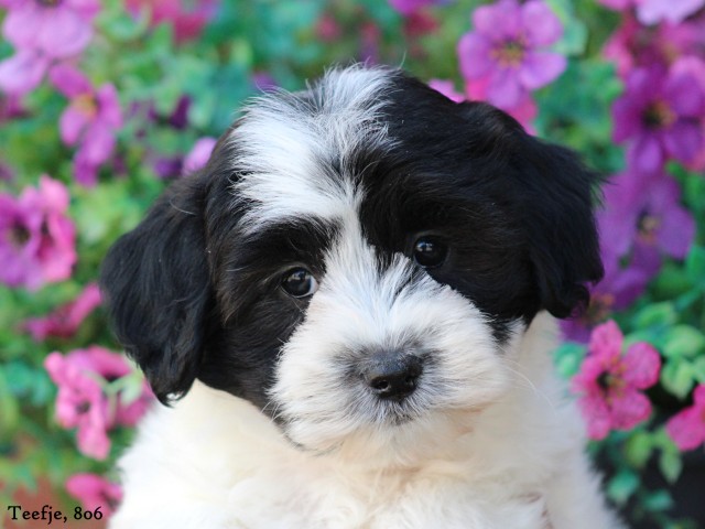 Boomer pups (klik hier voor meer informatie)