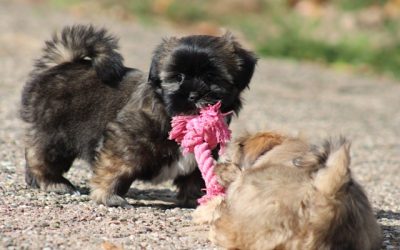 Boomer pups (klik hier voor meer informatie)
