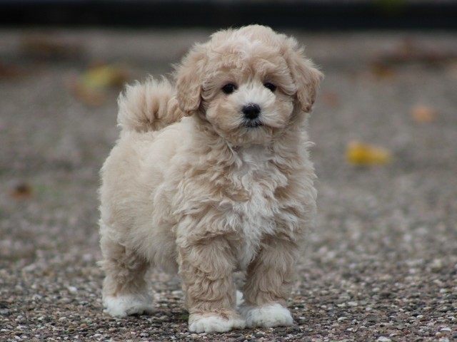 Maltipoo pup, teefje (klik hier voor meer informatie)