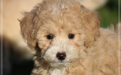 Maltipoo pups (klik hier voor meer informatie)