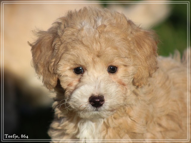 Maltipoo pups (klik hier voor meer informatie)