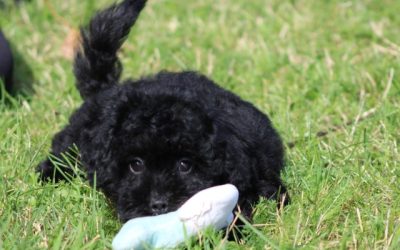 Maltipoo pup, teefje(Klik hier voor meer informatie)