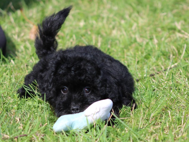 Maltipoo pup, teefje(Klik hier voor meer informatie)