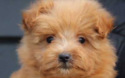 Mini doodle pup, reutje