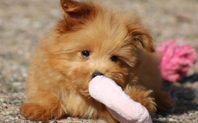 Kruising dwergkees pup, reutje